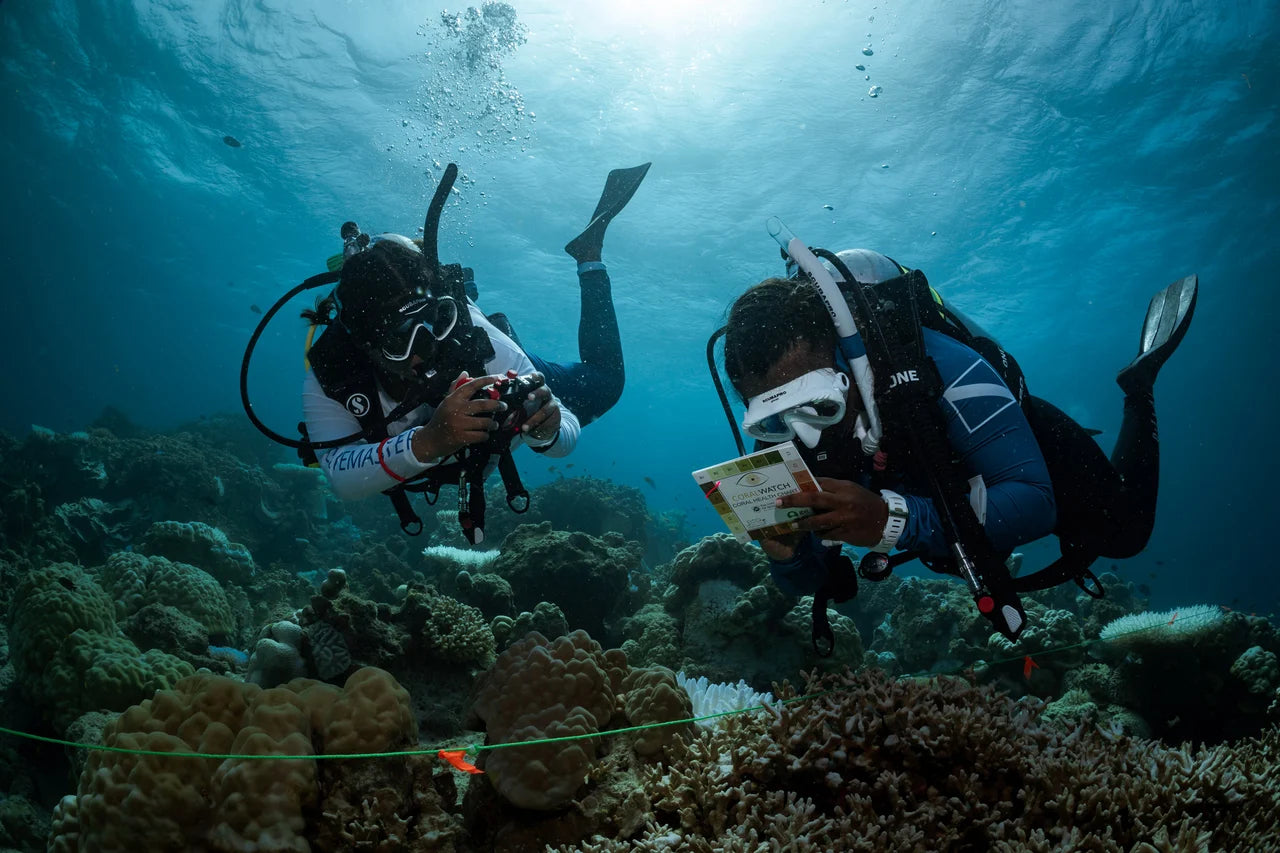 Divers document observations above a reef in PADI AWARE Specialist imagery.