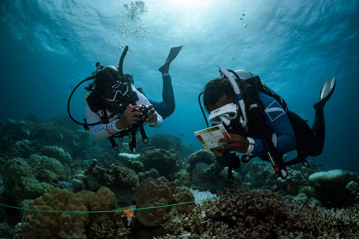 Divers document observations above a reef in PADI AWARE Specialist imagery. © PADI 2026
