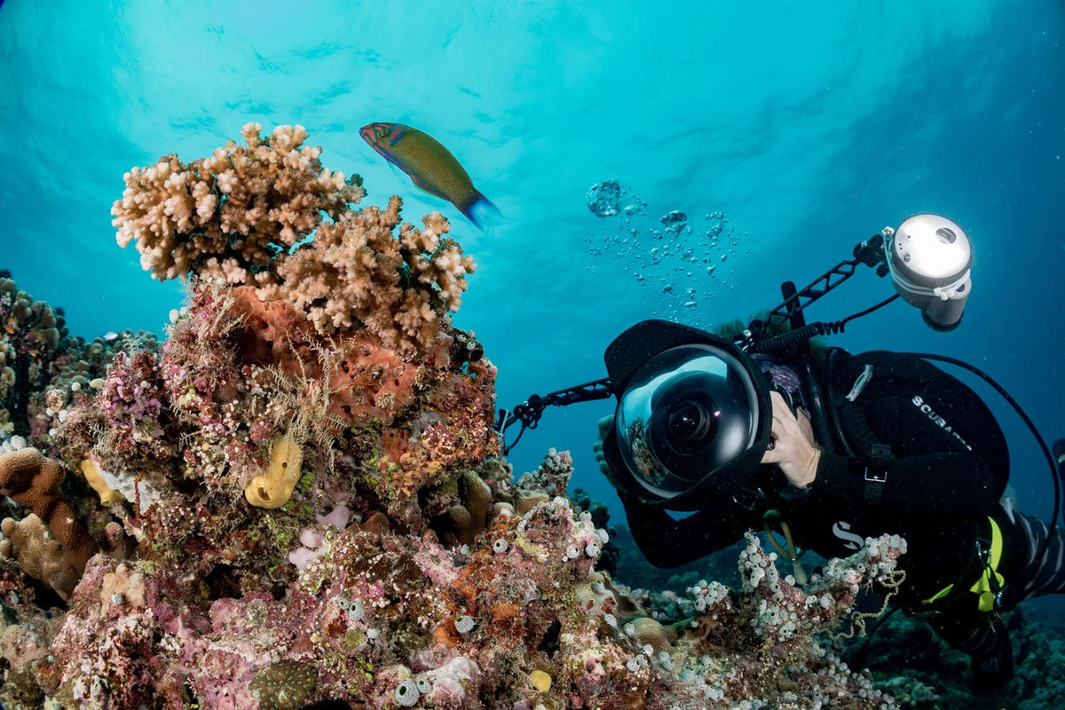 A diver with an underwater camera photographs marine life. © Jay Clue · PADI dealer library