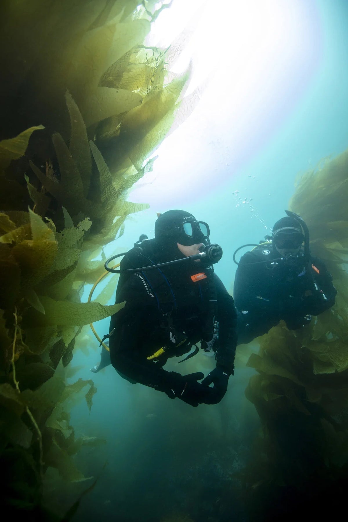 Two scuba divers among kelp. © PADI 2026