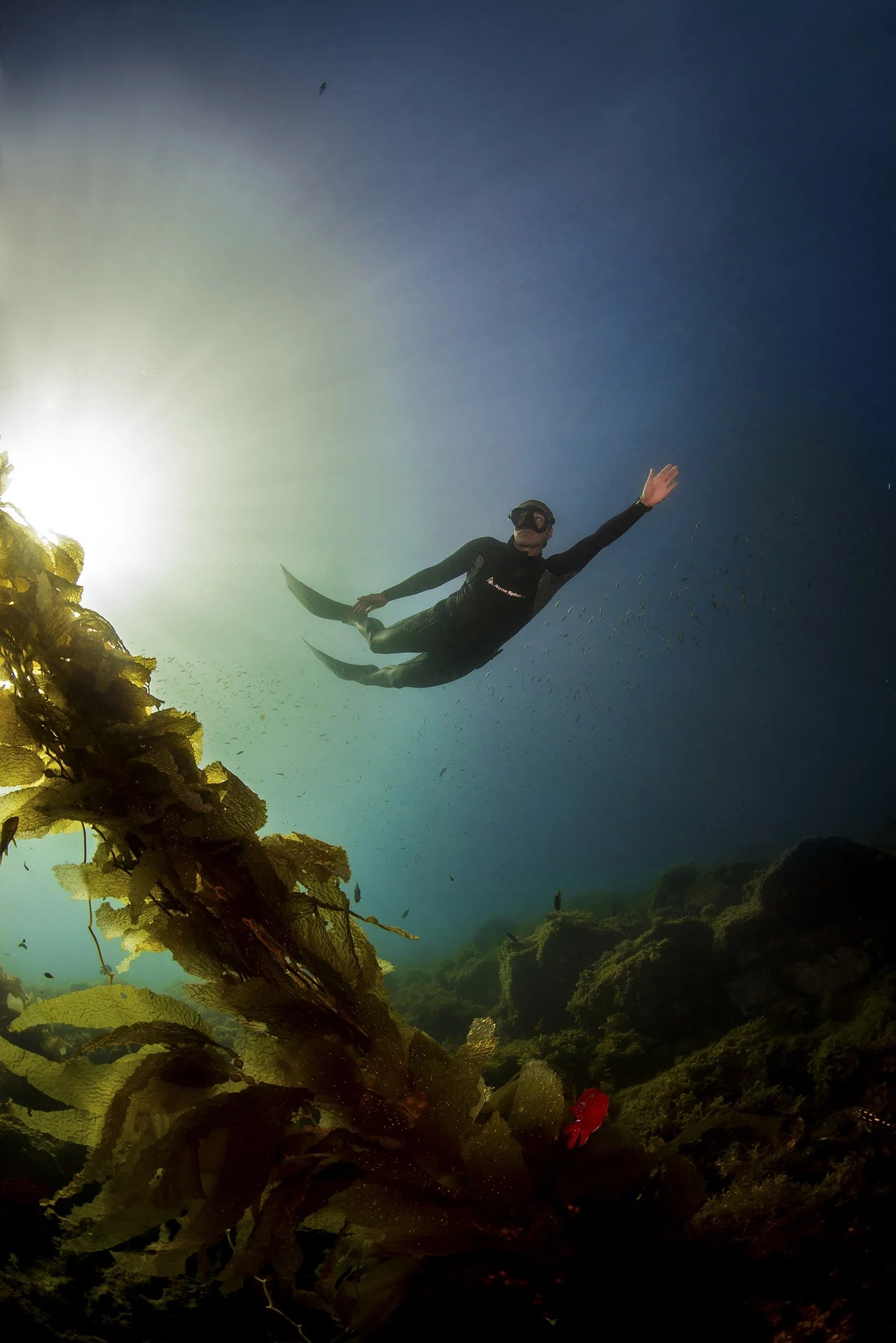 A freediver swims above coastal kelp.