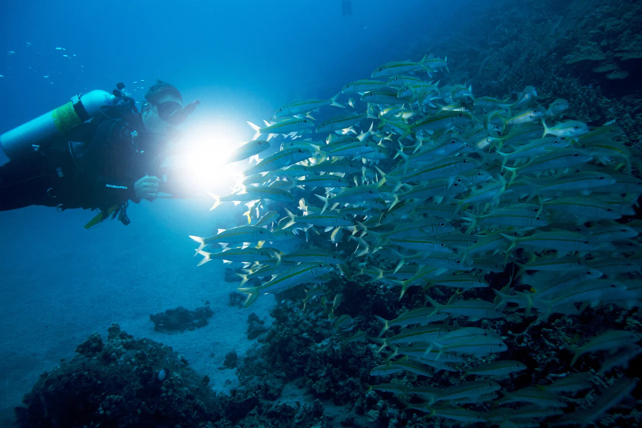 A dive light illuminates a school of fish in PADI Night Diver imagery.