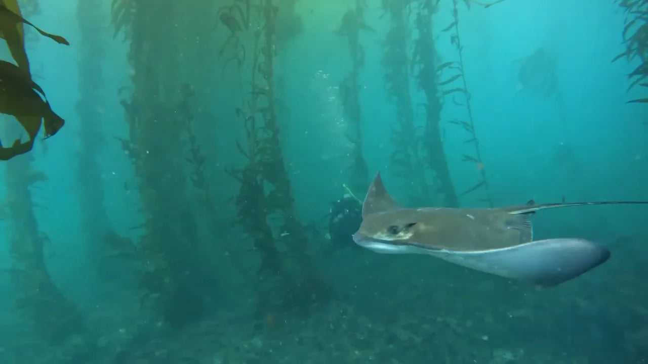 A ray swimming through kelp with a scuba diver behind it