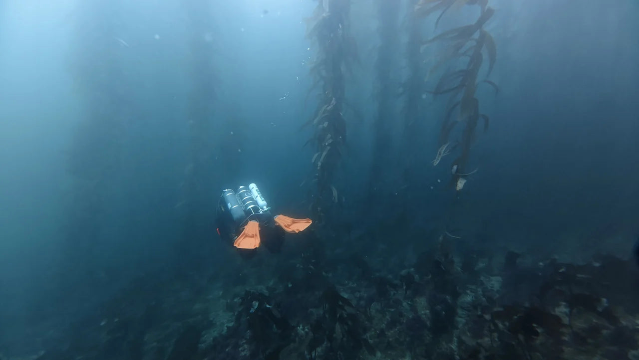 An orange-finned diver swimming in Southern California water